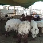 ذبايح تمايم شيء طيب