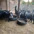 معزاء عوارض دفعع شرط