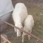 ضان للبيع