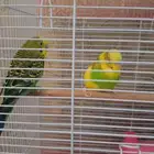 عصافير بادجي للبيع 2