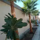 تكريب الواشنطونيا والنخيل وتنسيق الحدائق وقطع اشجار