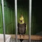 للبيع كروان أليف