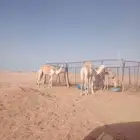 للبيع قعدان 2
