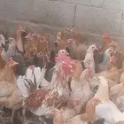 دجاج بلدي بياض العمر 8شهور العدد120