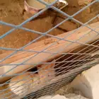 ارانب فرنسيه العمار أربعه شهور ونص واحد منهم ثلاثة شهور ابيض