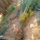 نخل للبيع مثمر