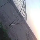 نخل عربي فروخ جثايث جميع المقاسات متوفرة خلاص برحي سكري برني
