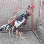 طقم باكستاني أصلي منتج