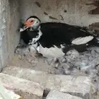 بطه مصريه راجنه