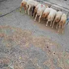 خرفان بلادي العدد 12الموفع العيدابي