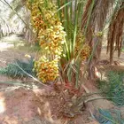 نخل للبيع نخل مثمر للبيع خلاص صقعي شيشي سكري هلالي