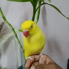 دره لاتينو هولندي اليف