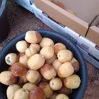 خراف هلاليه رطب مناصيف