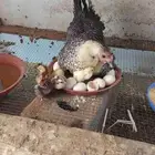 البيع دجاجه