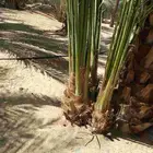 جثيث صفري