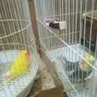 بيع كروان ذكر يتكلم كم كلمه وفشر اصفر انثى