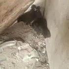 دجاج للبيع الصحه ممتازه