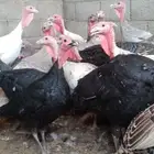 دجاج رومى للذبح والتربيه