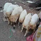 خرفان بلادي العدد 6الموقع العيدابي