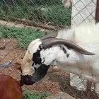 بيشي صنف ومشروط