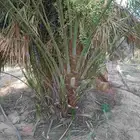 فسايل نخل