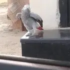 ببغاء كاسكو متكلم بطلاقة وبصحه ممتازة الحد 3200