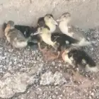 فروخ بططط