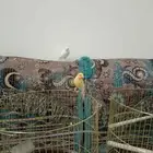 طيور كناري