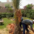 نخل مثمر للبيع نقايل نخيل صقعي برحي سكري شيشي عجوه هلالي