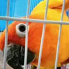 صن كنيور للبيع