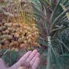 يواجد لديناجثايث البيع اسعرناطيبه نخل علااشراط