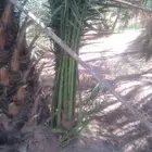 يوجد لدي نخل انواع ممتازه صقعي ومجدوله وسكري وسلطانه وهلالي