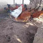 العرضيات الجنوبيه سبت شمران