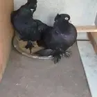 زوج كرنقو رستوف وزوج كرنقو اسود