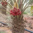 نخيل للبيع لتواصل جوال