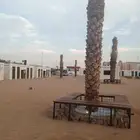 يتوفرلديناجميع انواع النخيل المثمرونخيل الزينه ومجذار