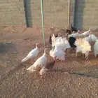 رومي للبيع الصحة ماشاء الله ممتازة