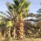 واشنطني للبيع جميع المقاسات