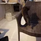 قطو بيت التبني عمره شهرين ونص