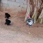 طقم دجاج كوشن وشبوك