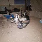 بط للبيع 8 حبات