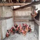 ديوك