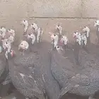 دجاج حبش بياض شرط