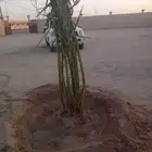 نخيل