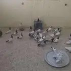 حمام باكستاني طيار مستوي واضح ماشاءالله طيران يوم كامل