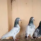 حمام باكستاني