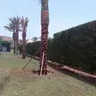 يوجد لدينا نخل طيب ومقاسات مناسبة ونوايع فاخره