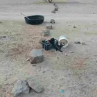 ديك عربي اصيل للبيع