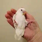 روز أليف جدا مناسب للأطفال بداية فطام وهدد بحظانه وأكل 250