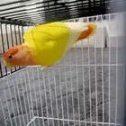 انثى روز رد اوبلاين صحه ونضافه